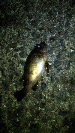 夜のサビキ釣り