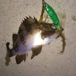 今日も癒されました