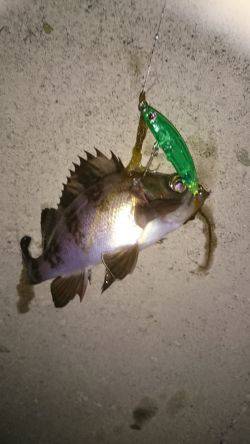 今日も癒されました