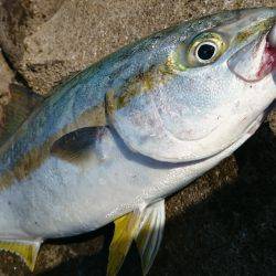 ヒラマサどっかん！