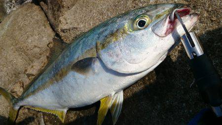 ヒラマサどっかん！