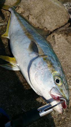 ヒラマサどっかん！