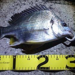 バチ抜けキビレ