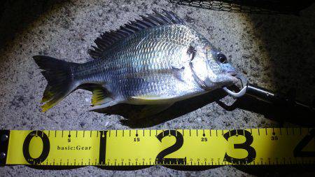 バチ抜けキビレ