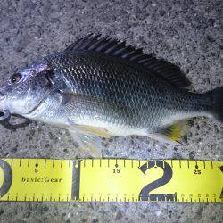 またバチキビレ