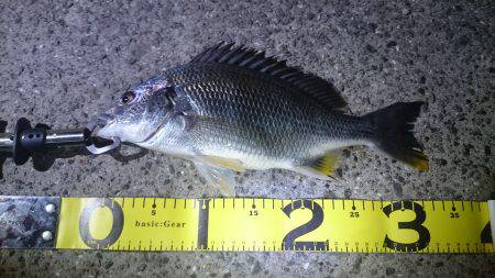 またバチキビレ