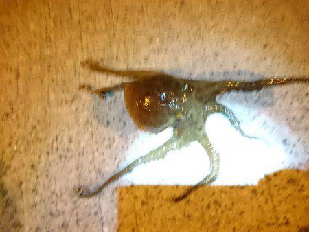 タコつれた？！