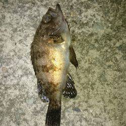 グーフーの猛攻。