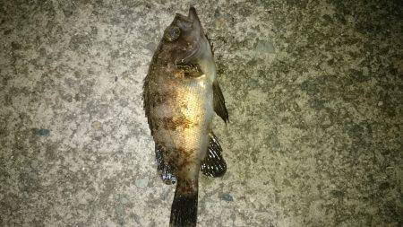 グーフーの猛攻。