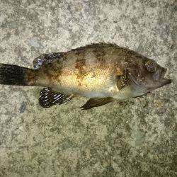 グーフーの猛攻。