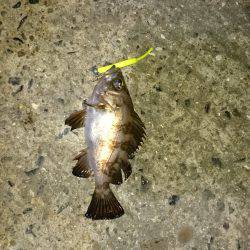 ショートバイトday。