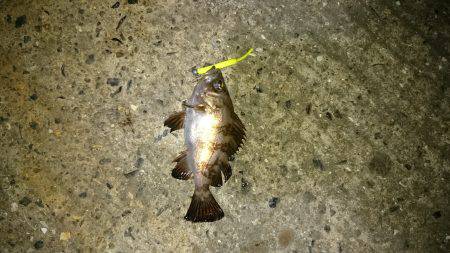 ショートバイトday。