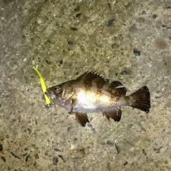 ショートバイトday。