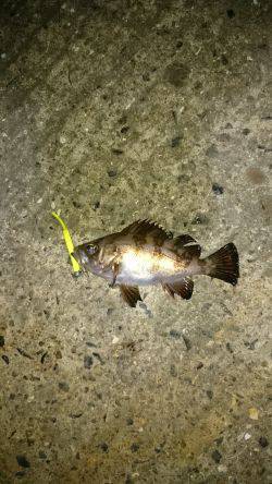 ショートバイトday。