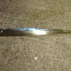 今年初タチウオ