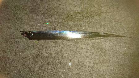 今年初タチウオ