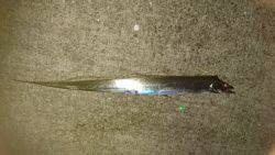 今年初タチウオ