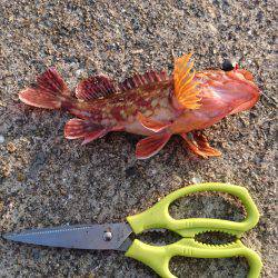 安定のガシラの穴釣り