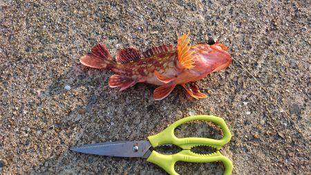 安定のガシラの穴釣り