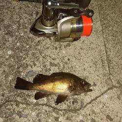 メバリング好調