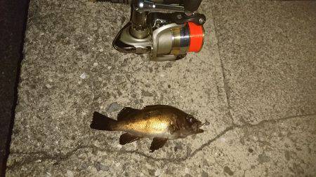 メバリング好調