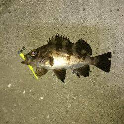 寝ても覚めても