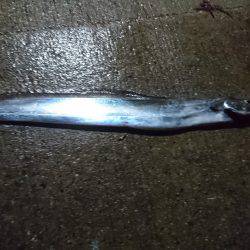 雨中のタチウオ