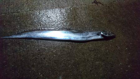 雨中のタチウオ