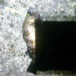 濁っているじゃあないか