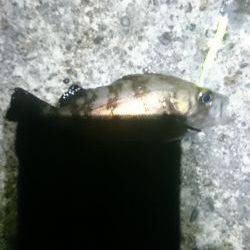 濁っているじゃあないか