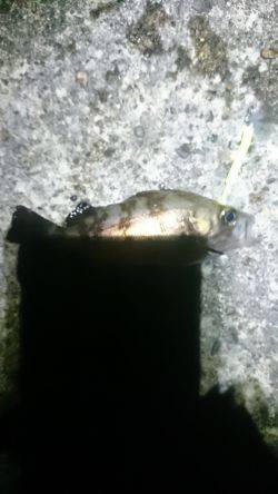 濁っているじゃあないか