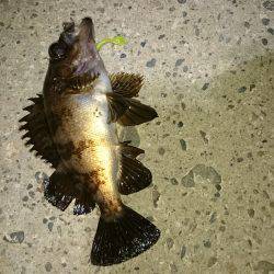 大潮メバリング