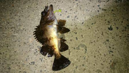 大潮メバリング