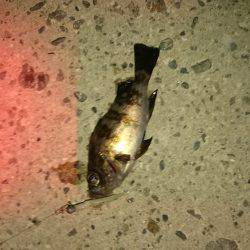 大潮メバリング