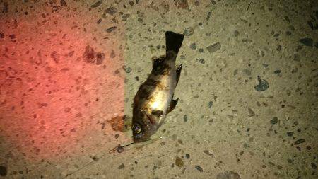 大潮メバリング