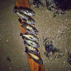 久々のメバル。