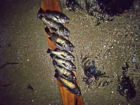 久々のメバル。