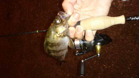 アジング釣行記？