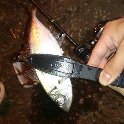 アジング釣行記