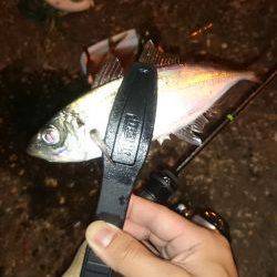 アジング釣行記