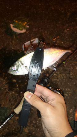 アジング釣行記