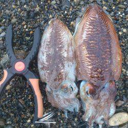 サーフエギングでコウイカ