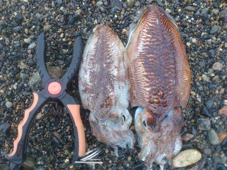 サーフエギングでコウイカ