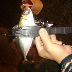 アジング釣行記