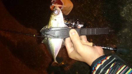 アジング釣行記