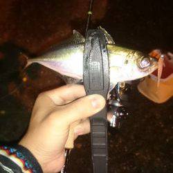 アジング釣行記