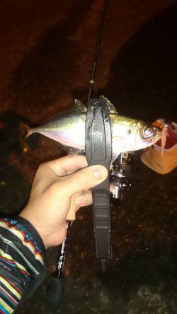 アジング釣行記