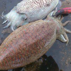 敦賀春イカ開幕