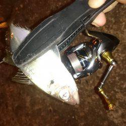 アジング釣行記