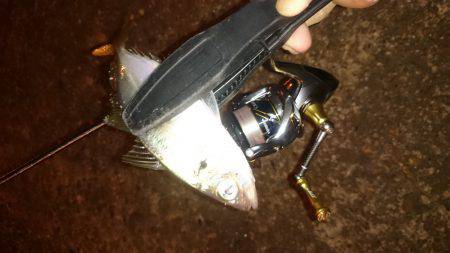 アジング釣行記